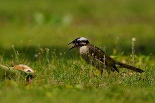 白头鹎吃瓜,白头鹎的夏日瓜果盛宴