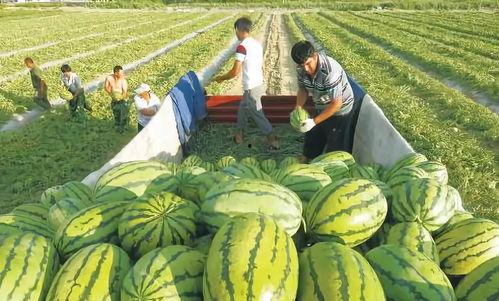 兜儿吃瓜图片,揭秘娱乐圈幕后故事