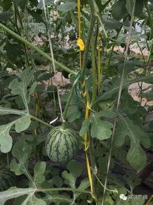 郑州一校吃瓜,揭秘校园里的“瓜田”风云