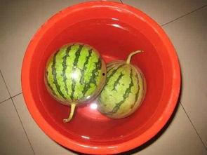 吃瓜换场景,一场神秘事件的揭秘之旅