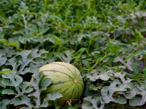 乡村吃瓜的视频,一起感受吃瓜的快乐时光