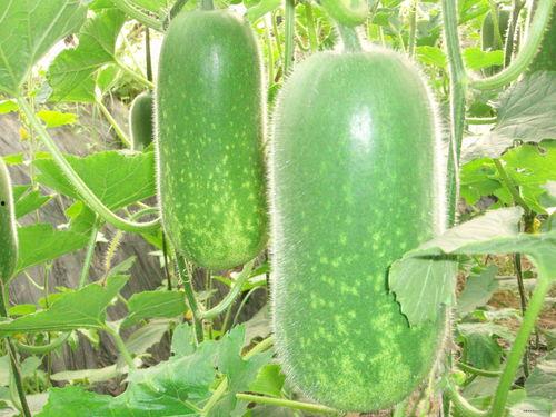 东木兰吃瓜,揭秘娱乐圈幕后故事