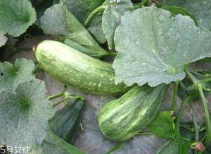 吃绿瓜好处,揭秘吃绿瓜的五大健康好处”