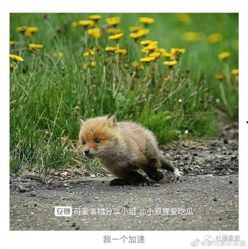 小狐狸在吃瓜,小狐狸的夏日吃瓜趣事