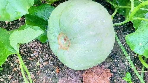 吃今天的瓜,娱乐圈新鲜事大盘点