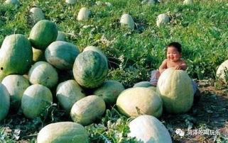 全国第二吃瓜图片,全民围观，瓜香四溢