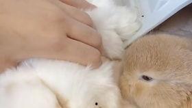 兔子直播间吃瓜,吃瓜群众的欢乐盛宴