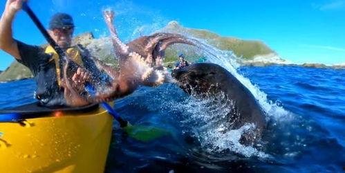 活体章鱼吃瓜,活体章鱼大快朵颐瓜果时光