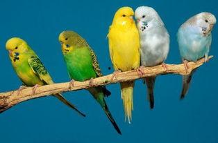 头条鹦鹉吃瓜作者,揭秘娱乐圈幕后故事