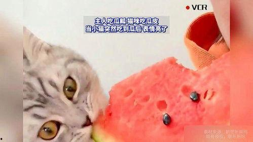 吃瓜猫咪图片,萌态十足，揭秘瓜果界的“猫界网红”