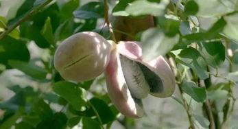 深山吃瓜小姐,吃瓜小姐的神秘探险之旅